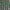 Estampado Verde