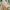 Estampado Verde
